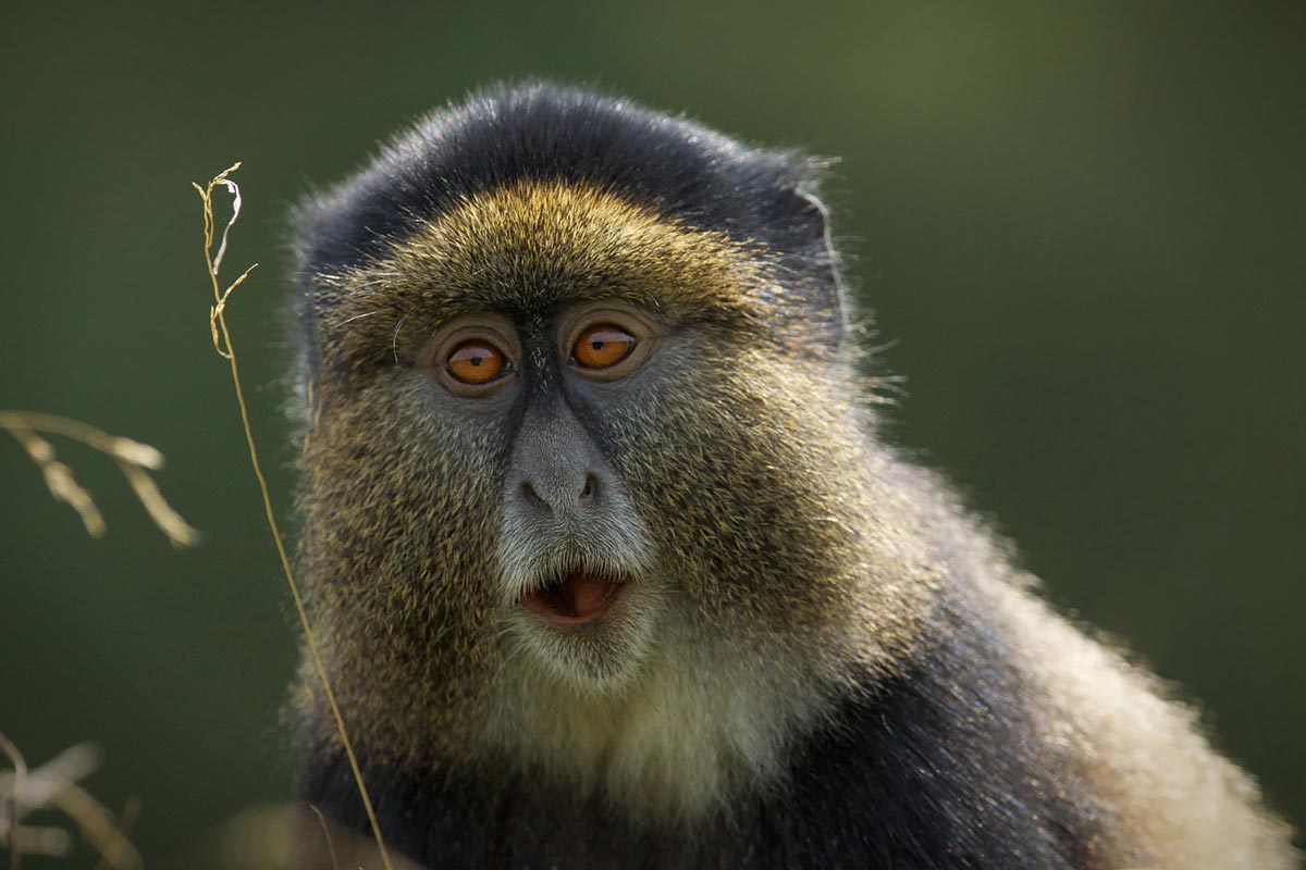 Day 5: Golden Monkey Trekking and Relaxation at Lake kivu