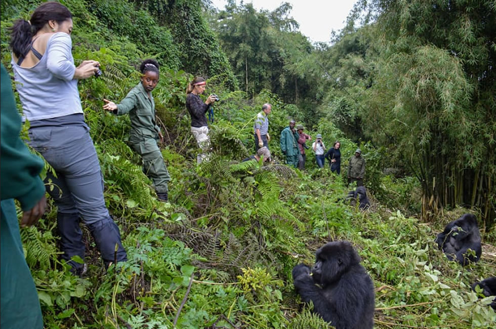 Day 2: Gorilla Trekking and Culture