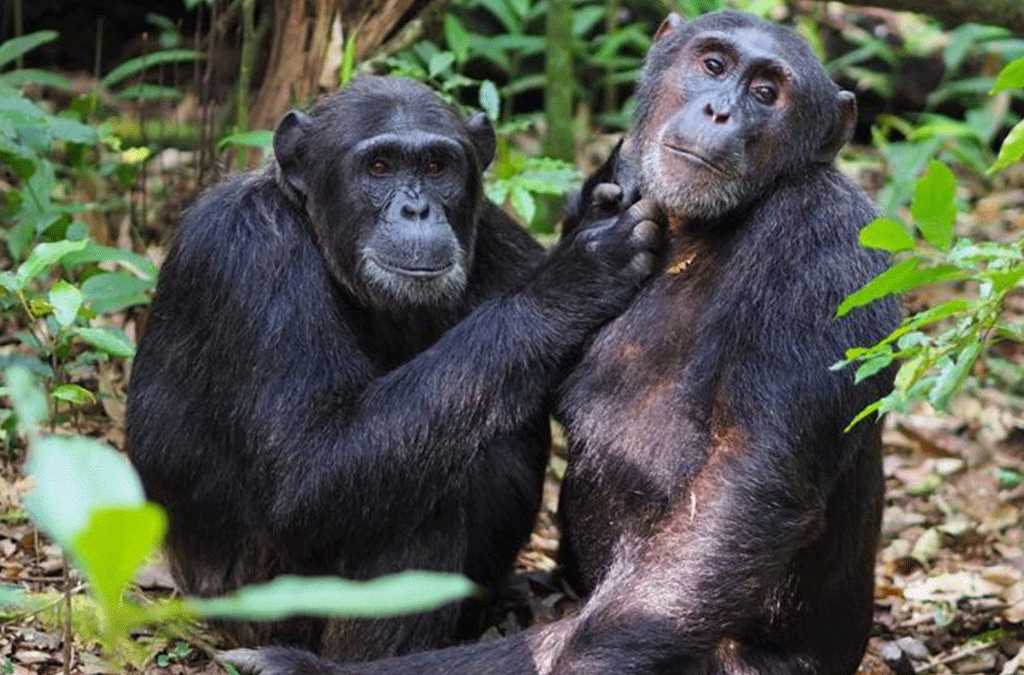Day 2: Chimps Trekking with Bigodi Walk and Community Tour