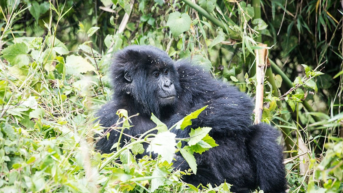 Day 5: Gorilla Trekking and Lake Bunyonyi