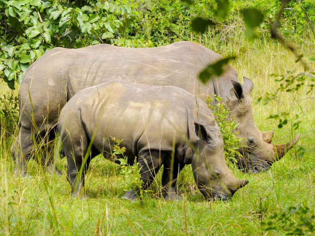 Day 1: Pickup and Transfer to Murchison Falls via Ziwa Rhinos, and Top of Falls