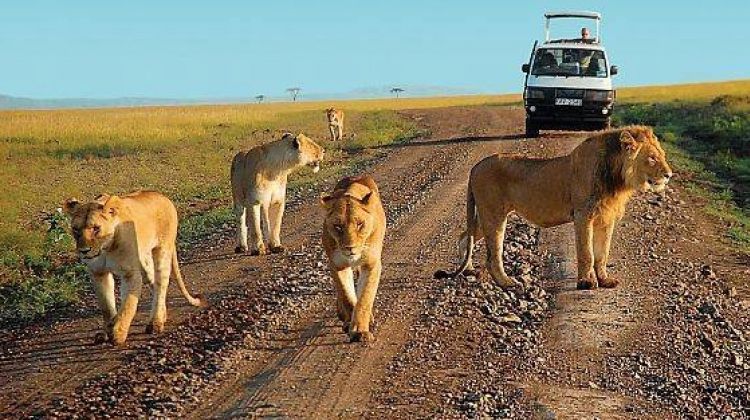 Day 2: Game Drives, Boat Safari and Culture