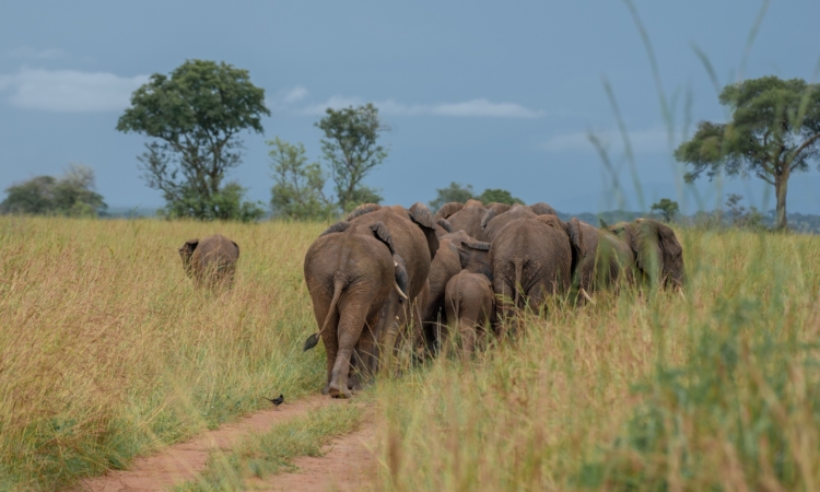 Day 3: Final Game Drive, Return to Entebbe Airport