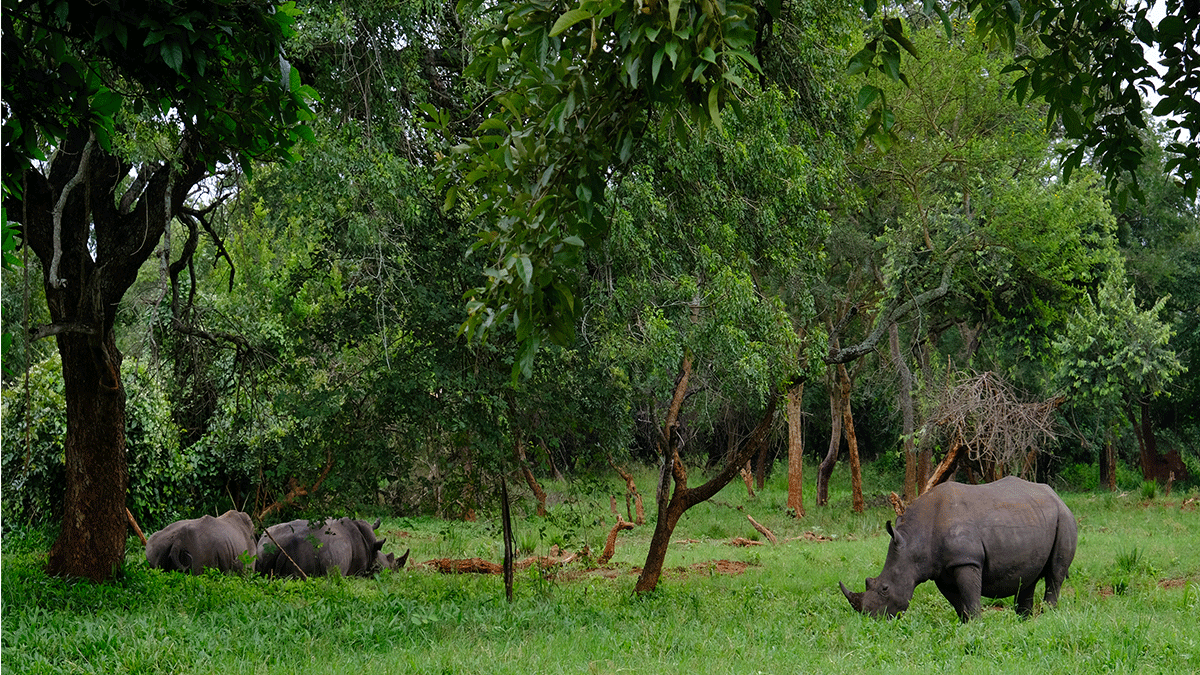 Day 1: Arrival and Transfer to Murchison via Ziwa Rhinos