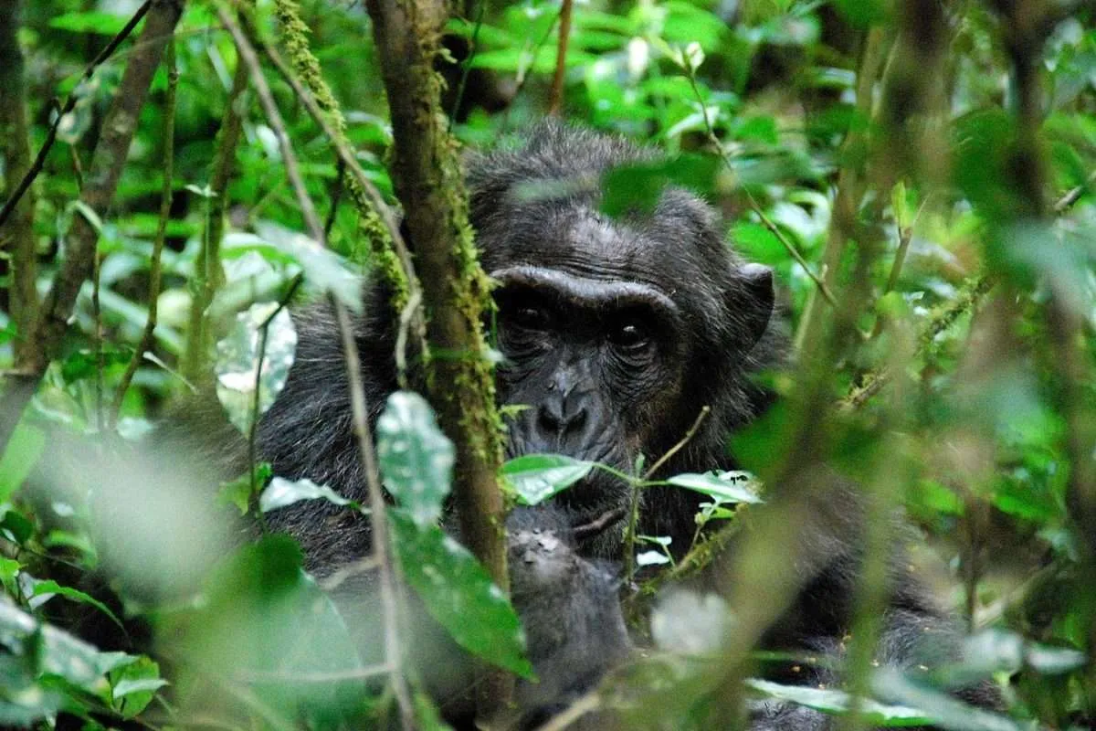 Day 4: Chimps trekking and boat safari in queen Elizabeth Park