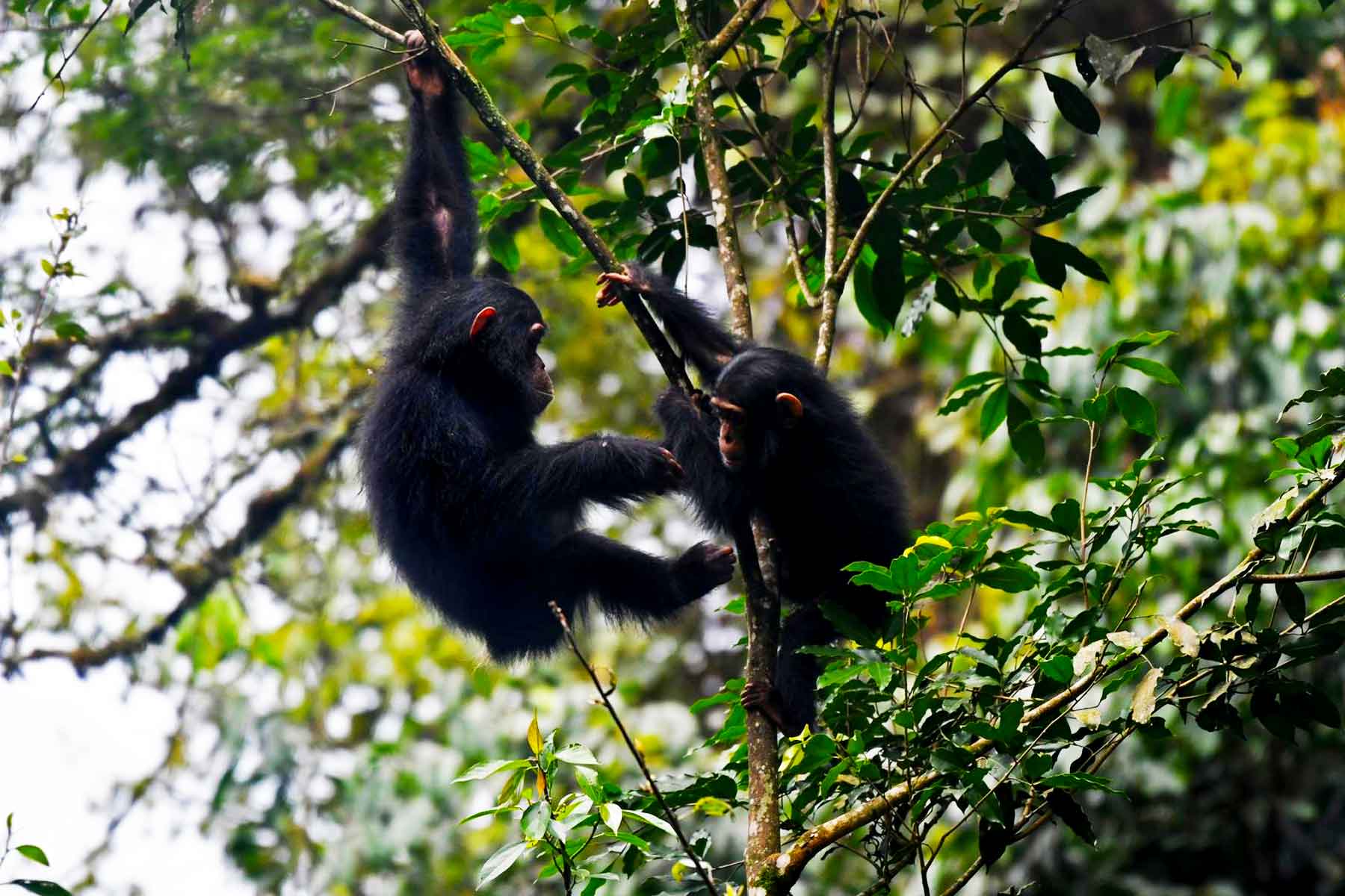 Day 1: Arrival and Transfer to Nyungwe National Park