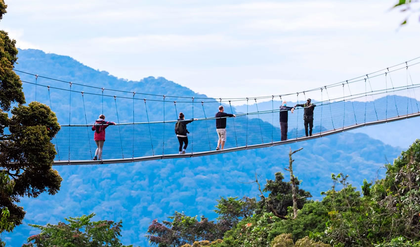 Day 2: Chimps Trekking and Canopy Walk
