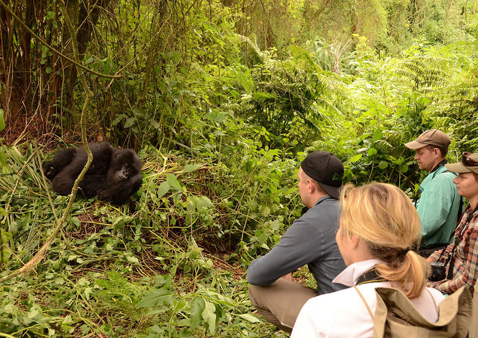Day 4: Gorilla Trekking, City Tour and Departure