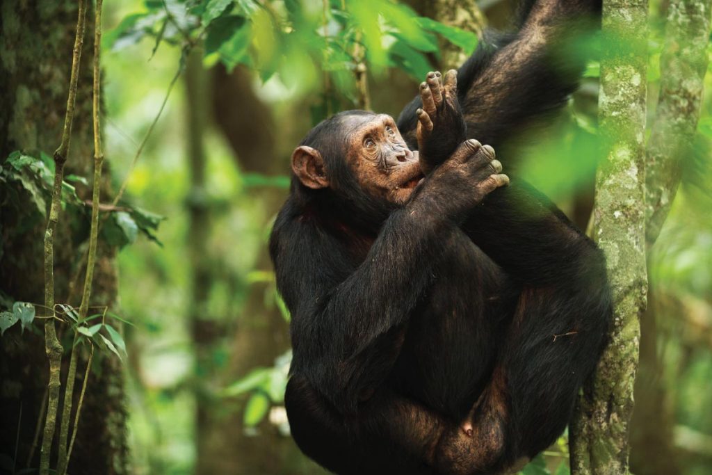 Day 2: Chimps Trekking and Proceed to Volcanoes