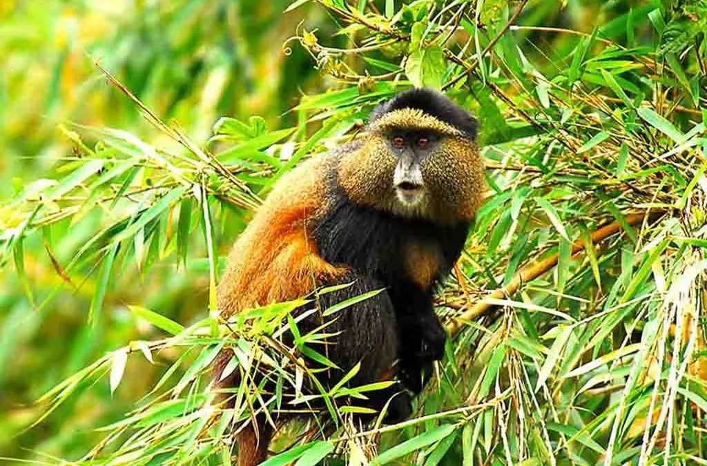 Day 4: Golden Monkey Trekking with Twin Lakes Experience