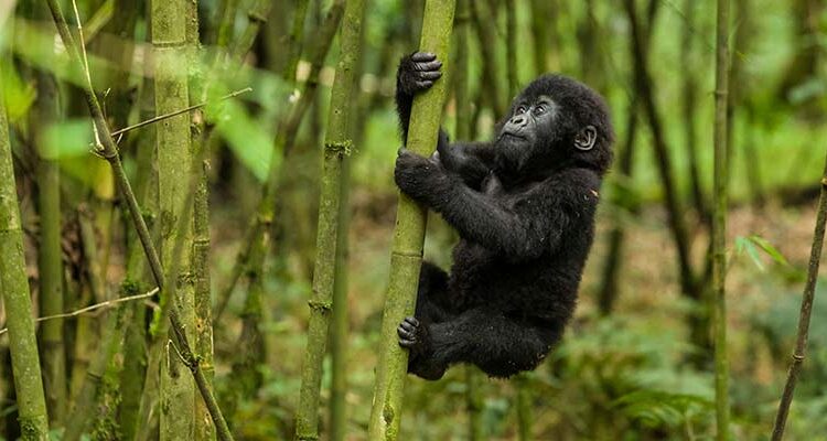 Day 2: Gorilla Trekking and Iby’Iwacu Cultural Village