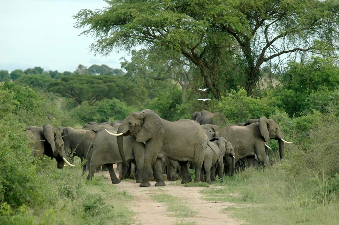 Day 1: Queen Elizabeth National Park and gorilla trekking Uganda