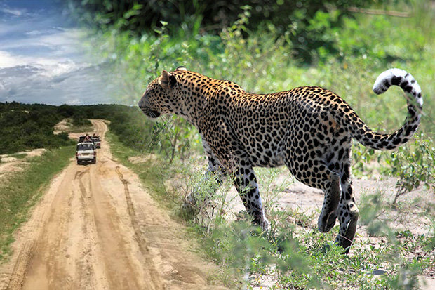 Day 2: Game Drives, Guided Walks and Boat Safari