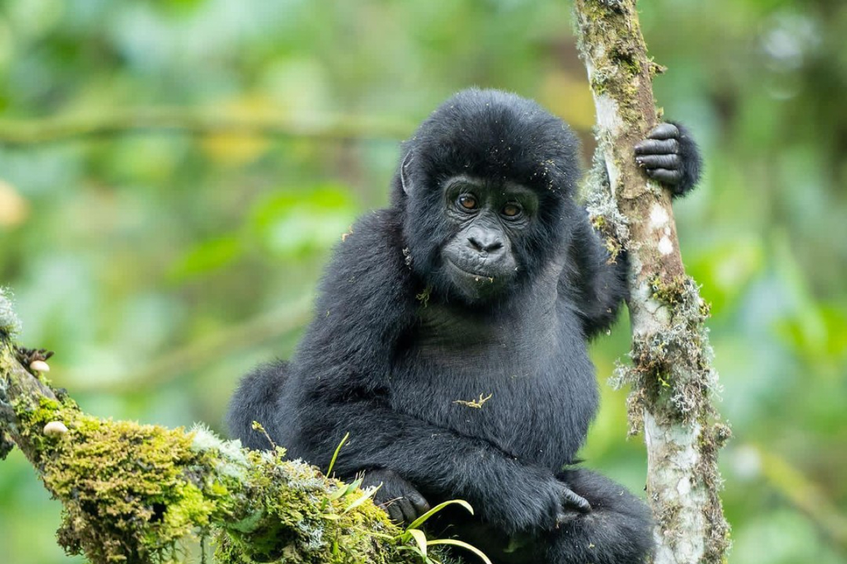 Day 2: Gorilla Trekking and Batwa