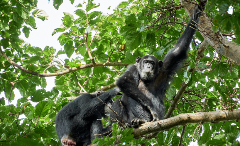 Day 2: Chimps Trekking with Bigodi and Culture