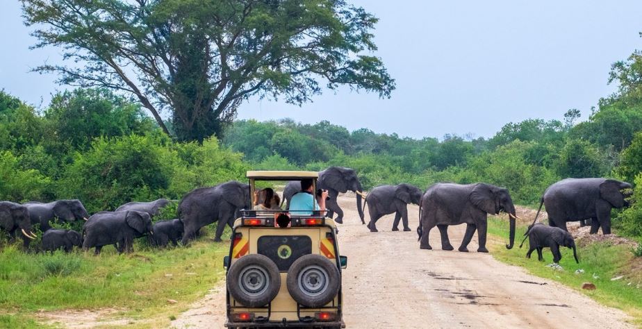 Day 3: Transfer to Queen Elizabeth, Game Drives and Boat