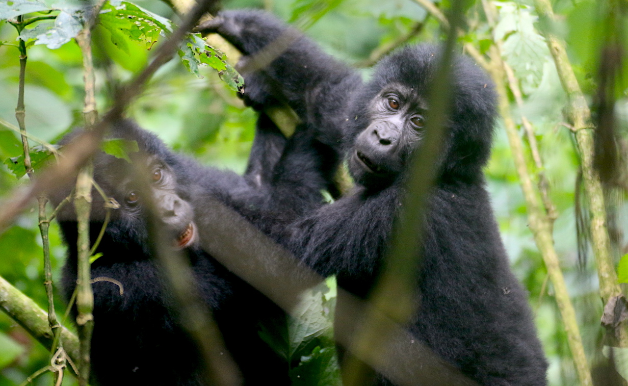 Day 5: Gorilla Habituation with Relaxation at Lake Bunyonyi