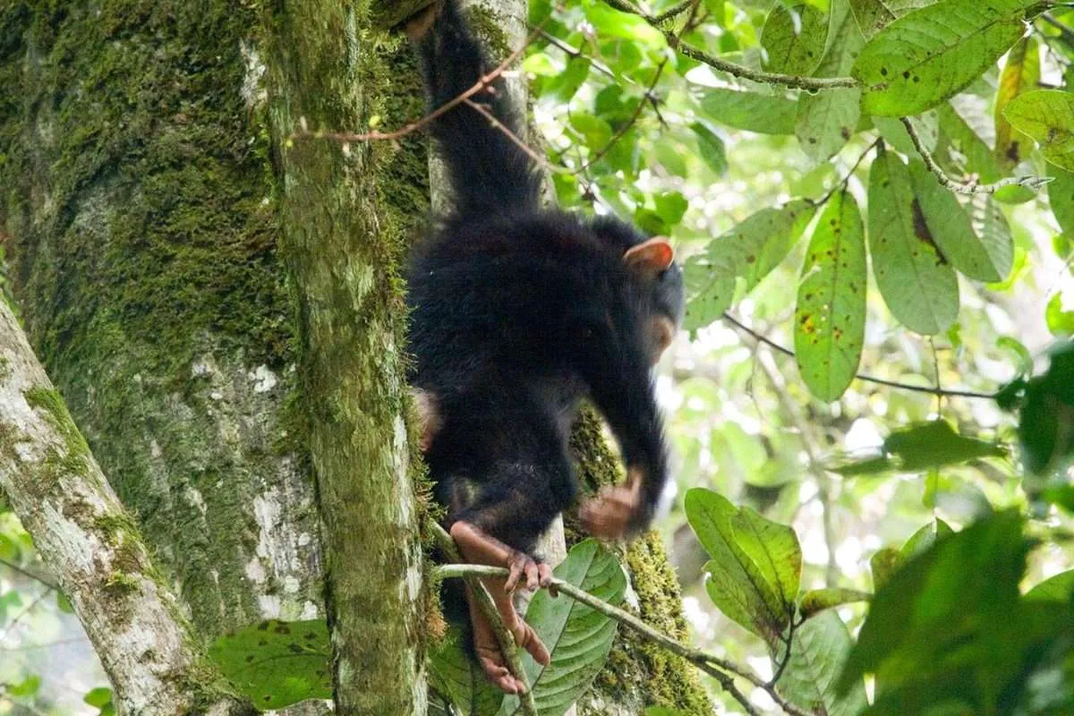 Day 2: Chimps Trekking with Bigodi and Culture