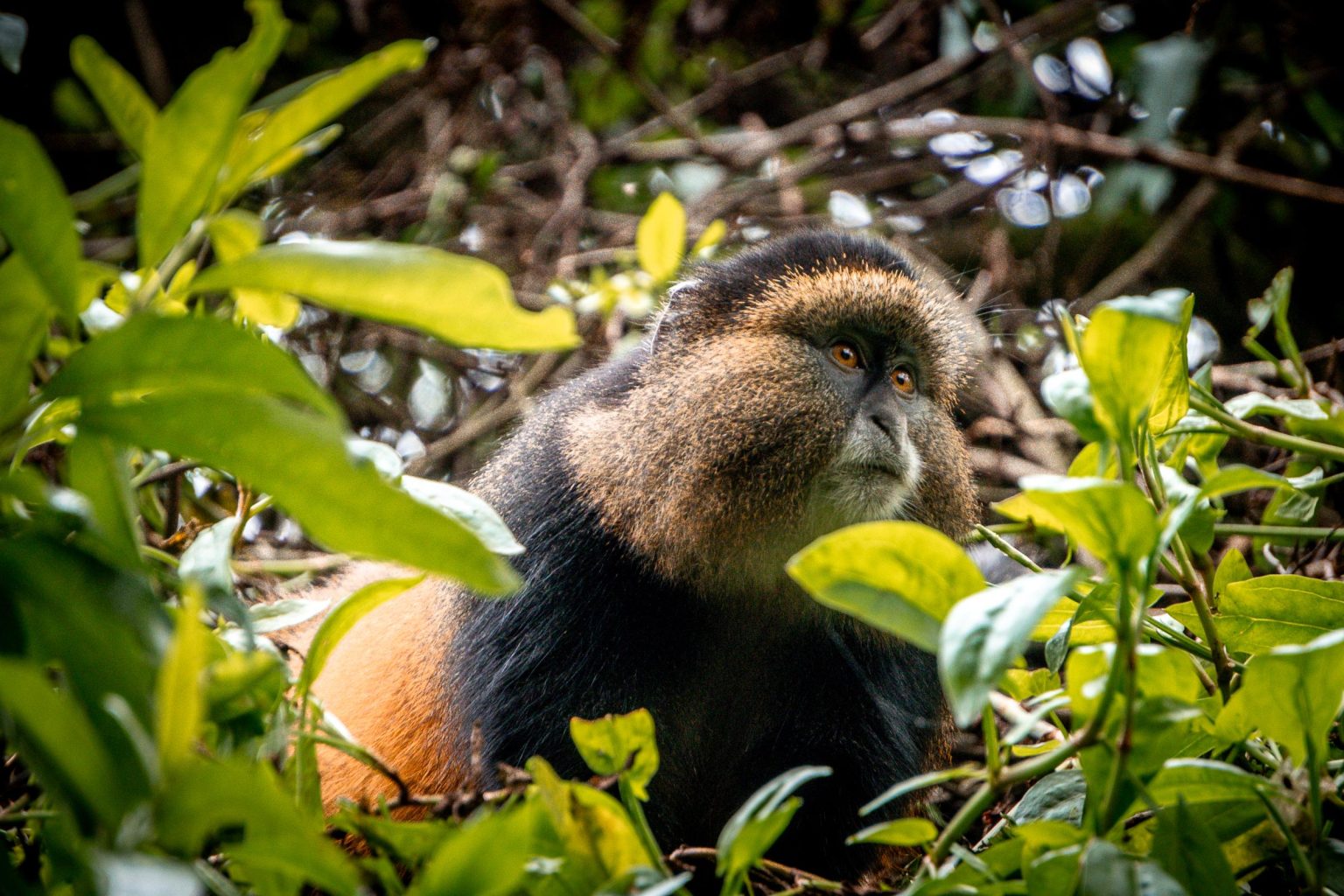 Day 2: Golden Monkey Trekking and Proceed to Bwindi for Batwa Experience