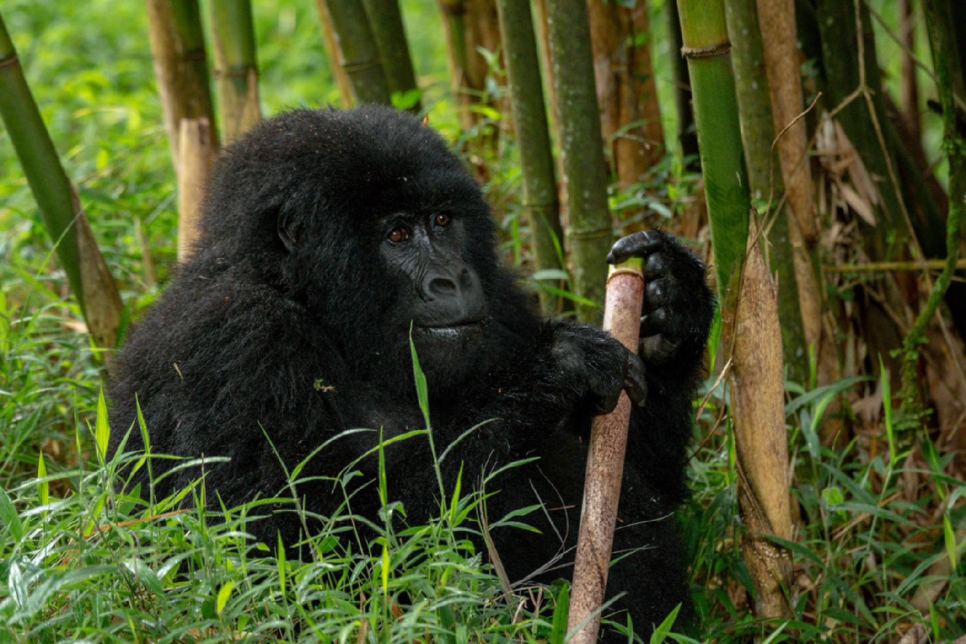 Day 3: Gorilla Trekking in Bwindi and Relax at Lake Bunyonyi