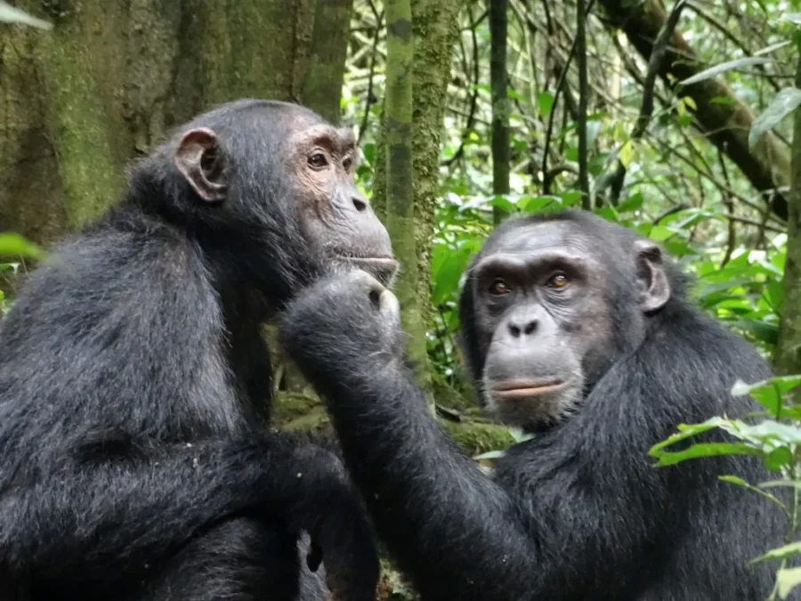 Day 4: Chimps Trekking in Kalinzu with Boat Safari