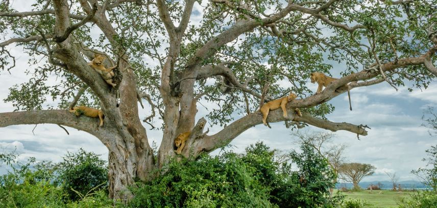 Early Game Drive, Visit Ishasha and Continue to Bwindi