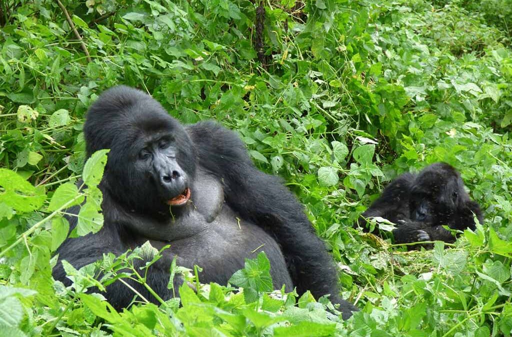 Day 6: Gorilla Trekking and Batwa