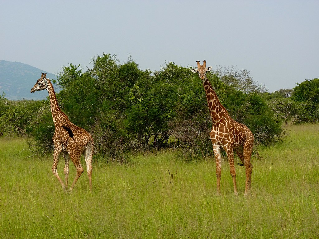 Day 1: Arrival and Transfer to Akagera National Park