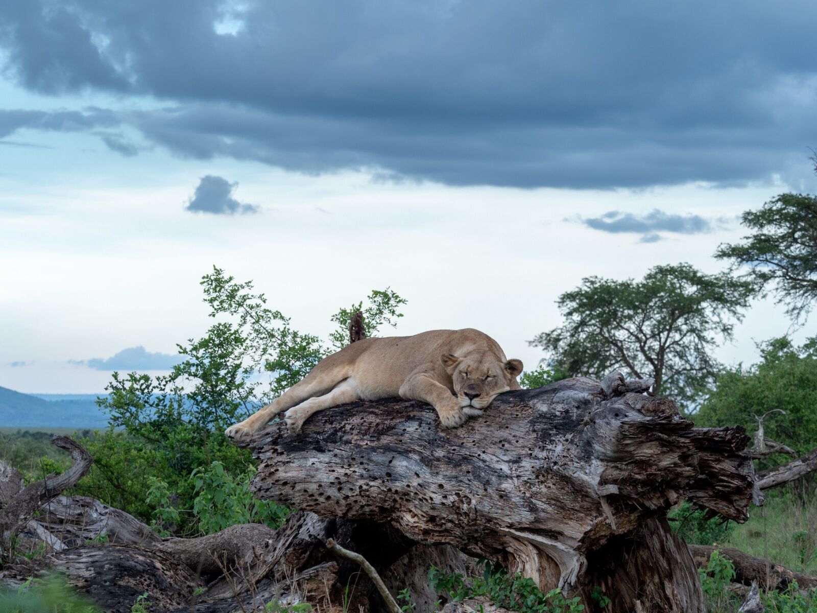 Day 2: Experience Game Drives and Animal Viewing and Boat Safari