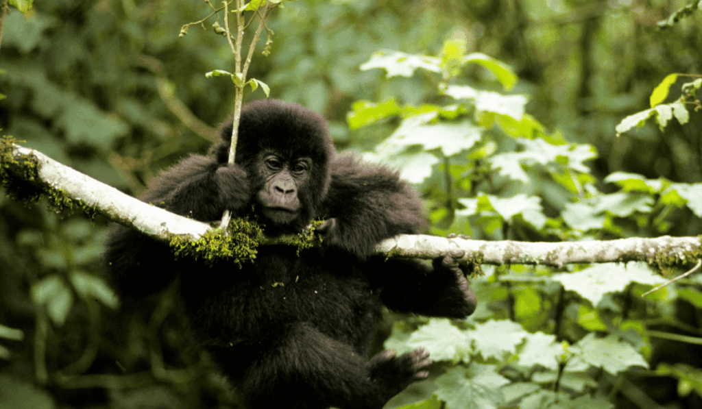 Day 4: Gorilla Trekking and Twin Lakes