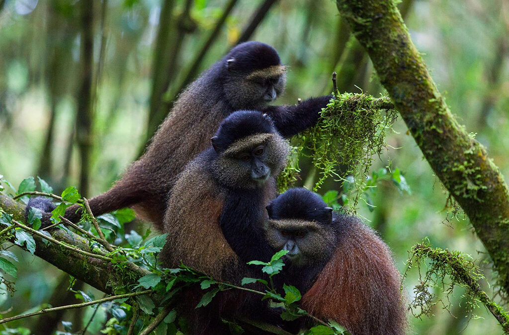 Day 2: Golden Monkey Trekking and Cultural Experience