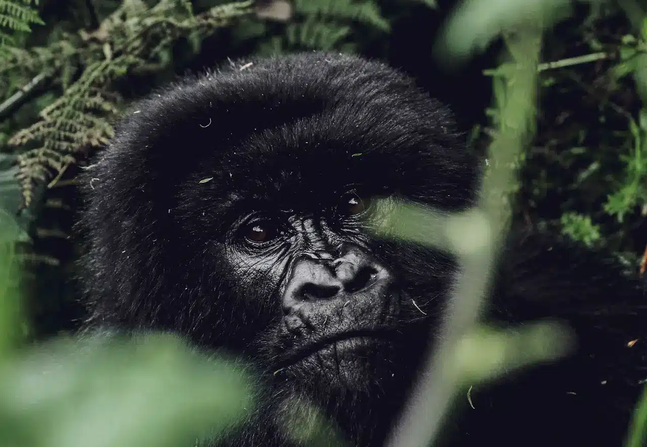 Day 3: Gorilla Trekking and Evening at Lake Kivu with Canoeing