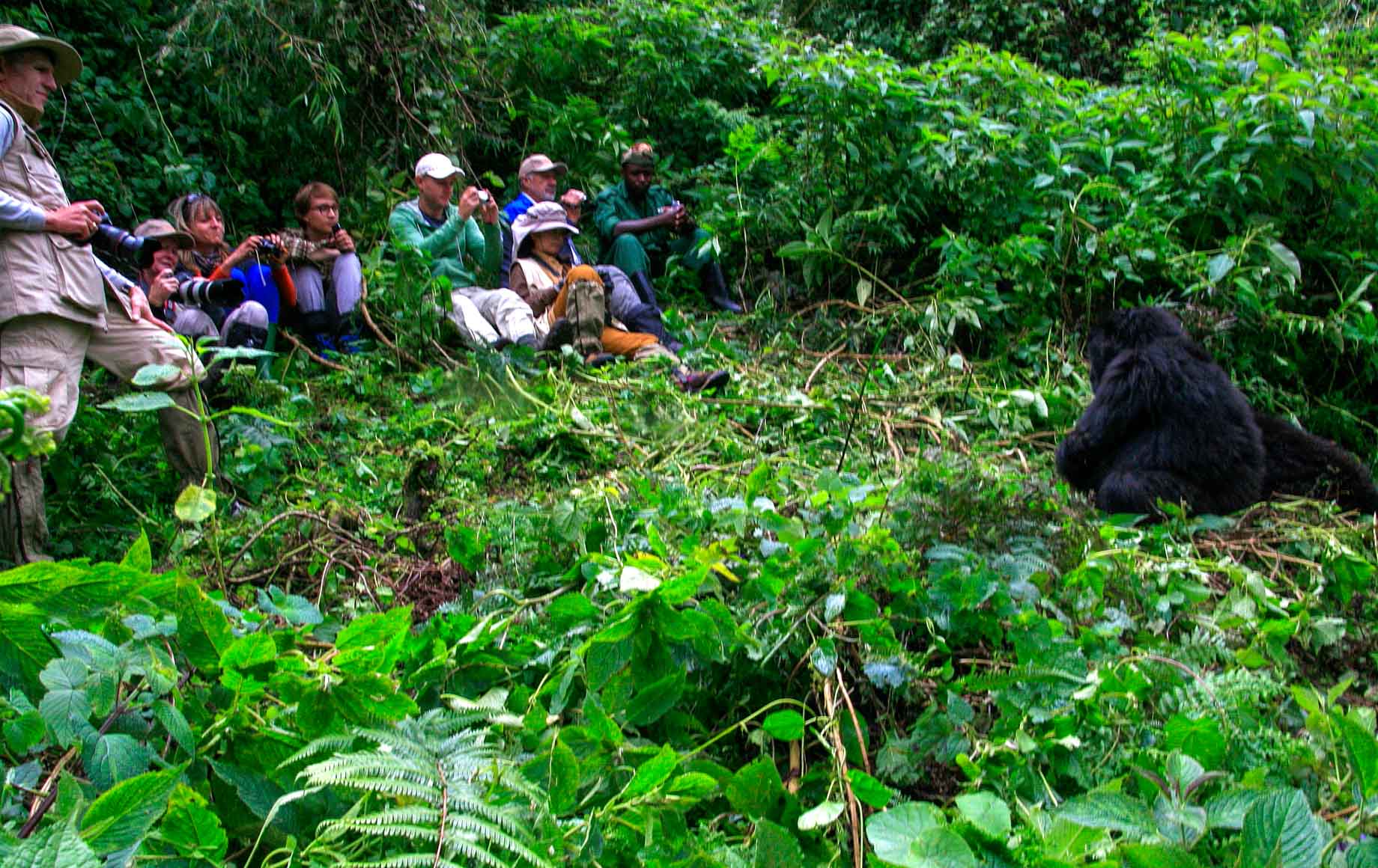 Day 2: Gorilla Trekking, Final Shopping and Departure