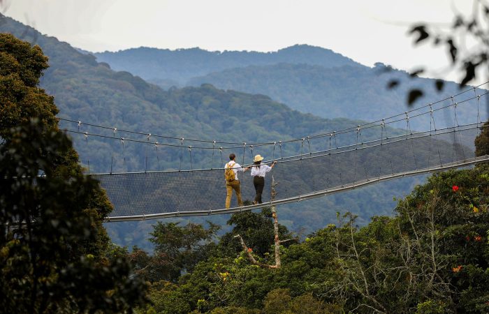Day 1: Arrival and Transfer to Nyungwe
