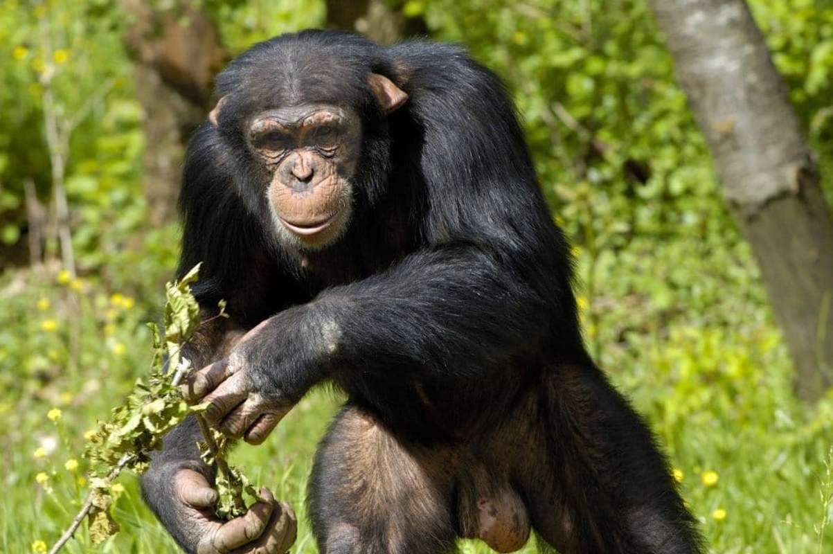 Day 2: Chimps Trekking and Canopy Walk