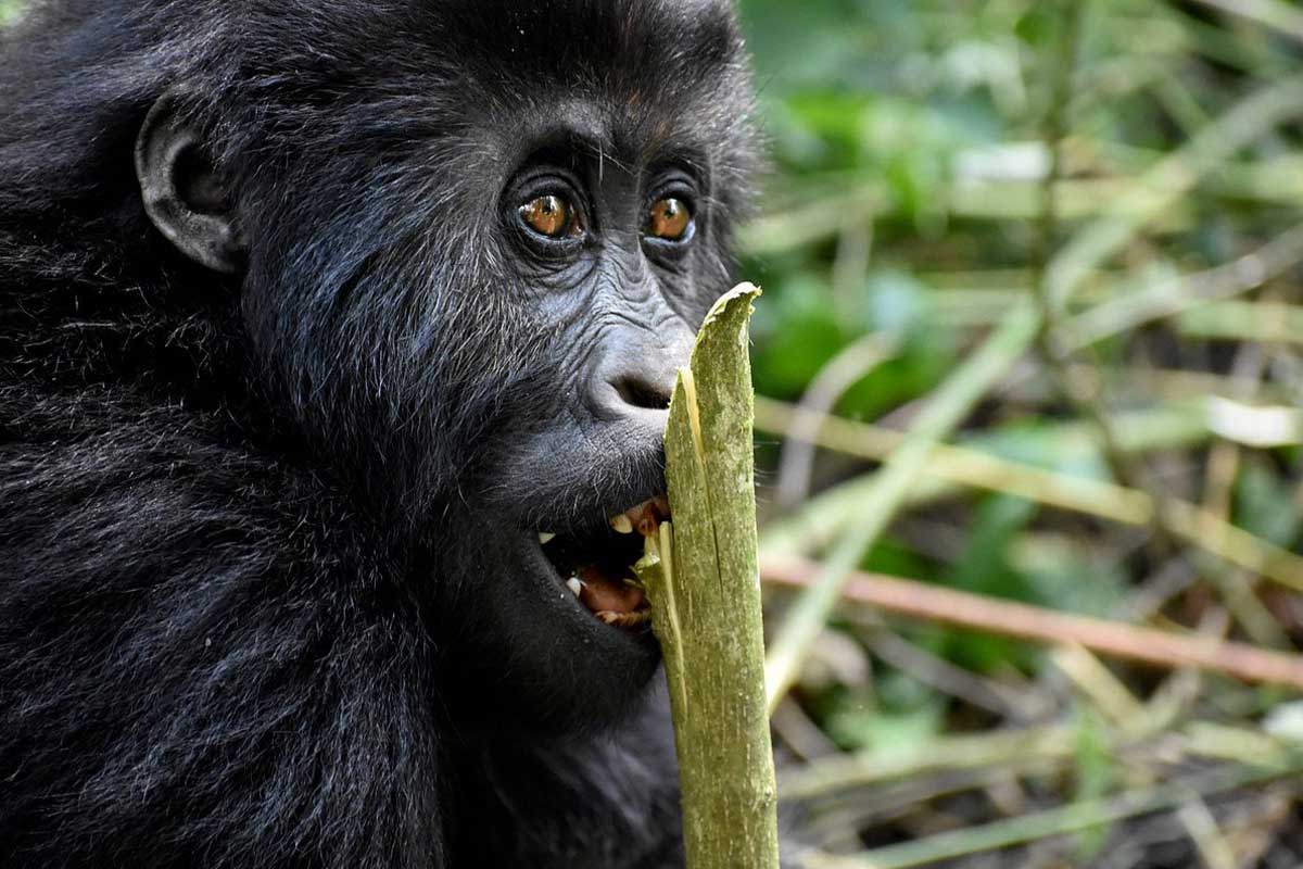 Day 6: After breakfast, you drive to Volcanoes National Park in northern Rwanda, a transfer of about six hours. On arrival, you check into your lodge and have lunch. In the afternoon, you visit a local cultural village where you learn about traditional practices, music, and dance. Alternatively, you may take part in the Dian Fossey hike, which leads to the tomb of the famous primatologist and offers insight into her conservation work. Both activities add cultural and historical depth to your safari. Dinner and overnight stay at your lodge prepare you for gorilla trekking the next day.
