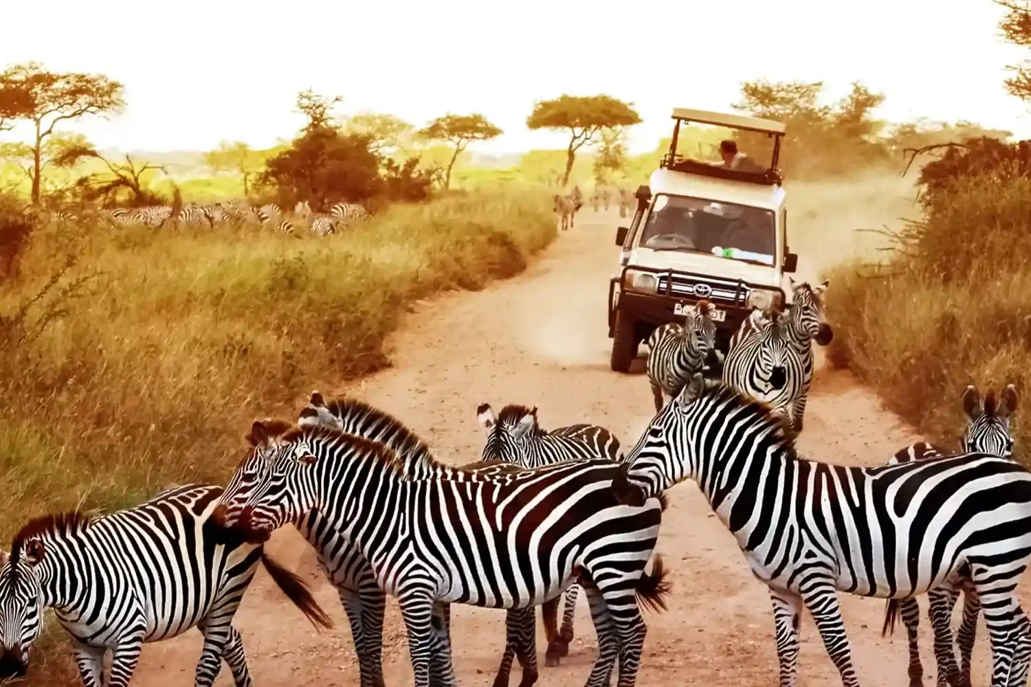 Day 2: Full Day Game Drives Big Five and Migration Herds