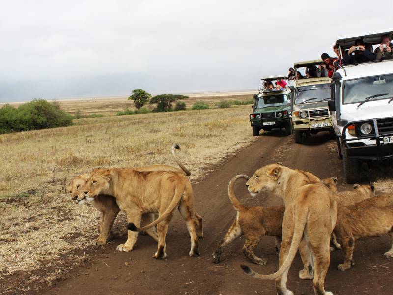 Day 3: Final Game Drive and Return to Arusha