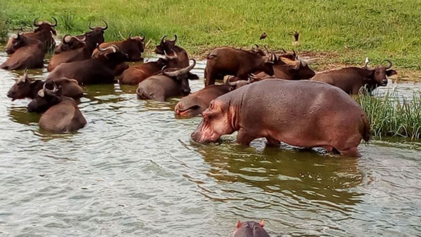 Day 2: Full Day Game Drives, Nature Walks and Boat Safari on Kazinga Channel