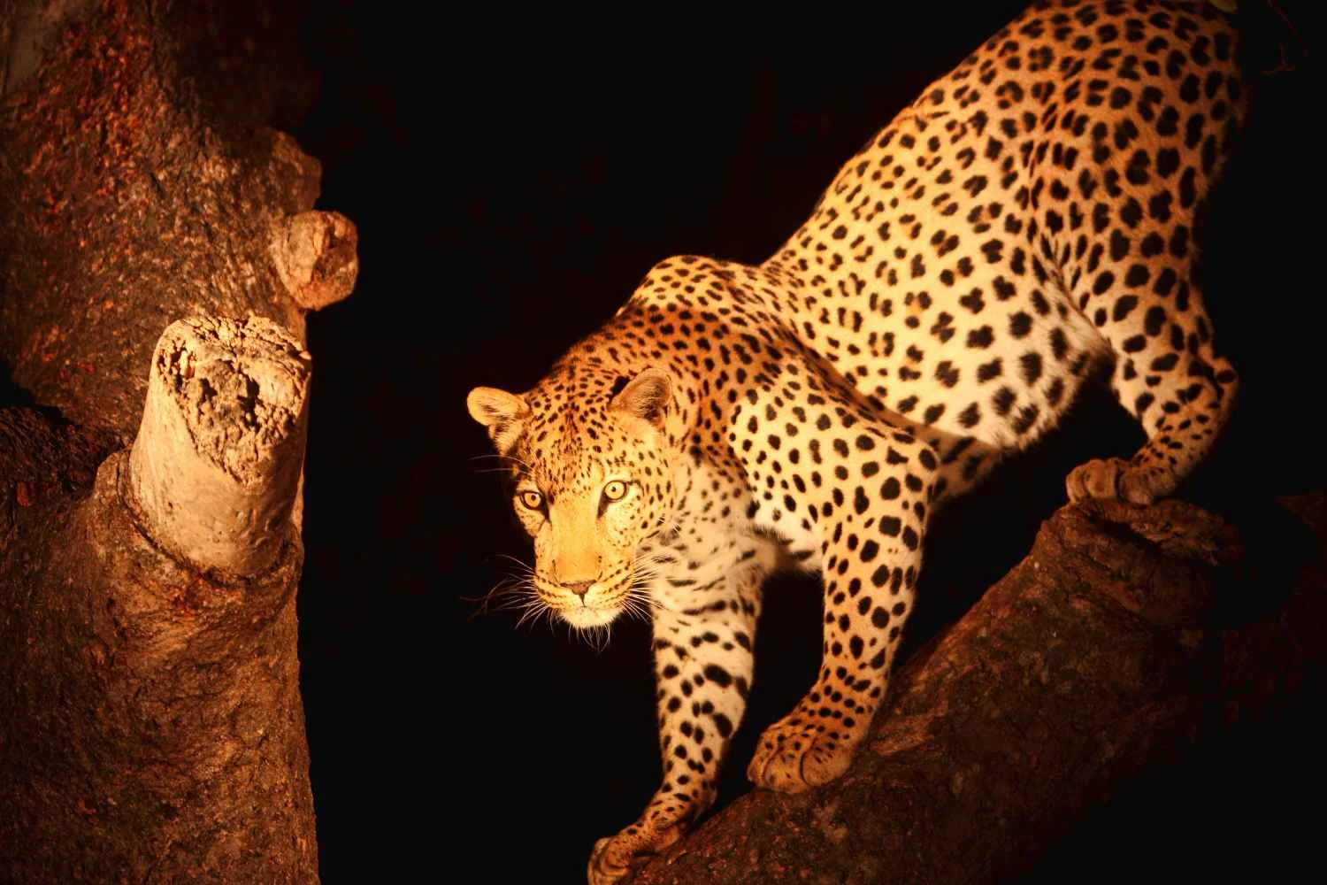 Day 1: Arrival, Transfer to Tarangire and Night Game Drive