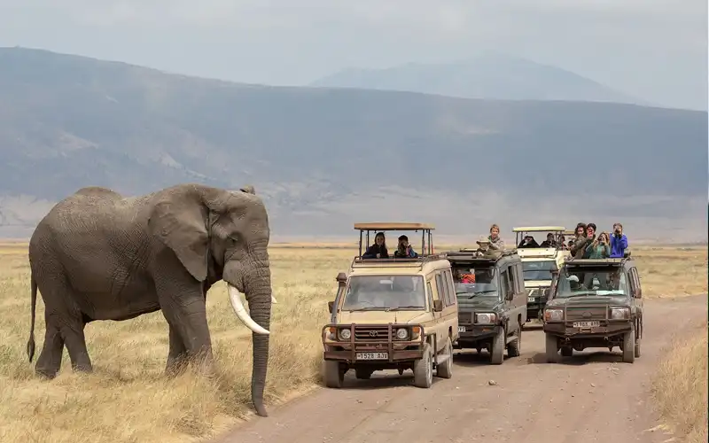 Day 2: Game Drives and Transfer to Ngorongoro