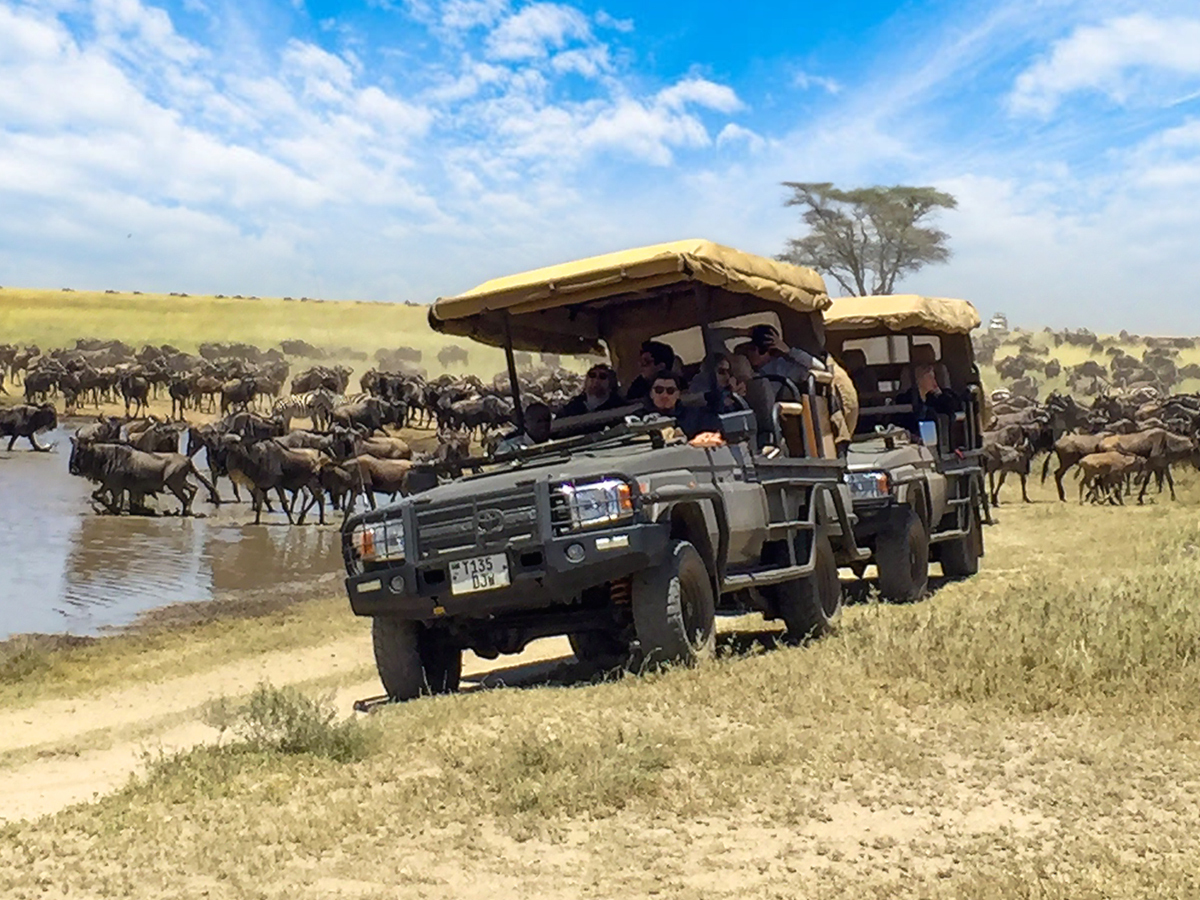 Day 4: Proceed to Serengeti for Game Drives and Migratory Herds