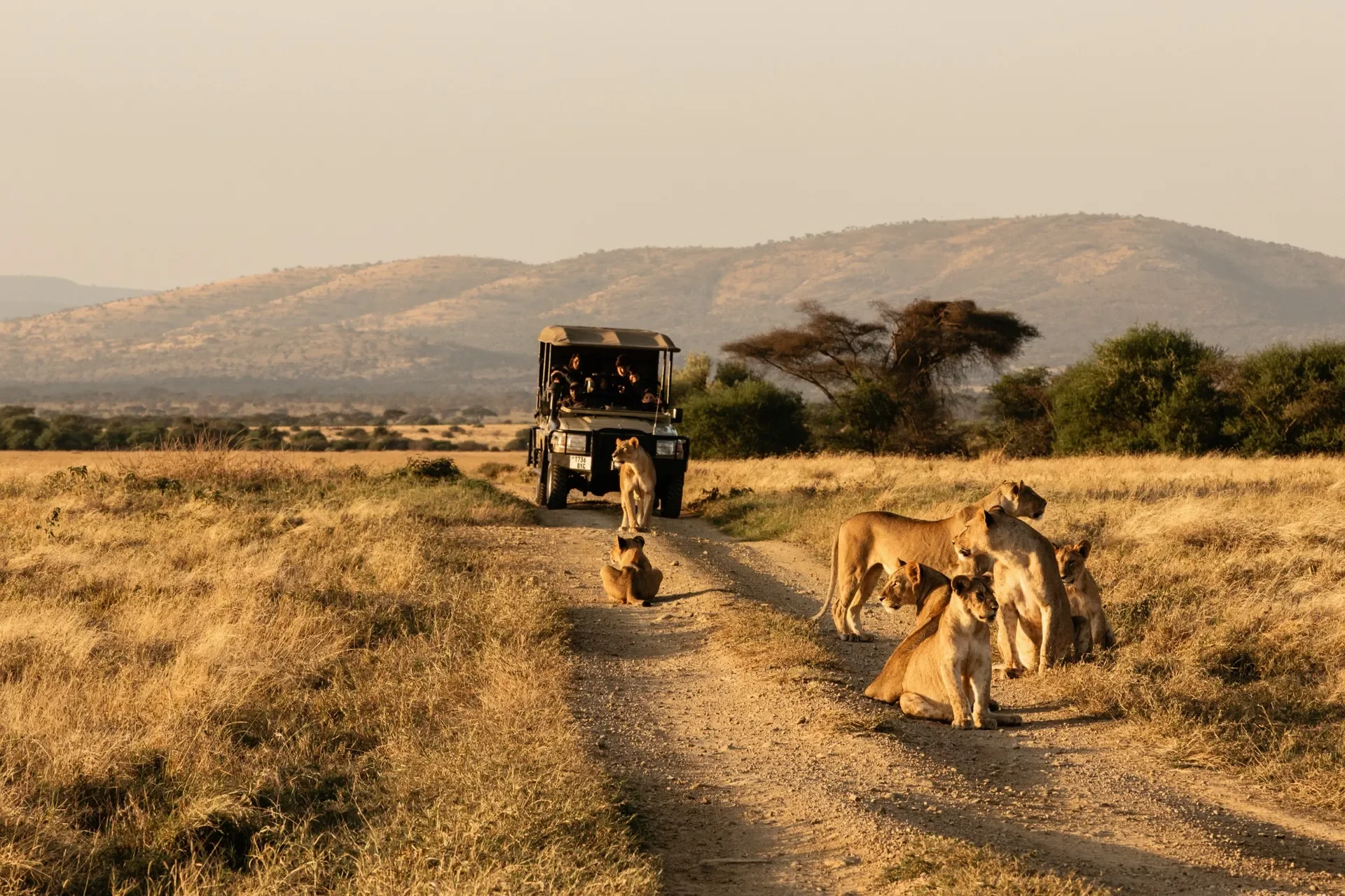 Day 5: Full Day Game Drives and Big Cats Tracking