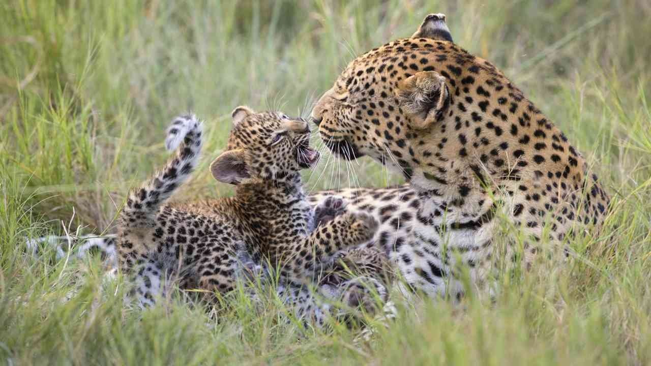 Day 6: Final Game Drive and Return to Arusha for Drop Off