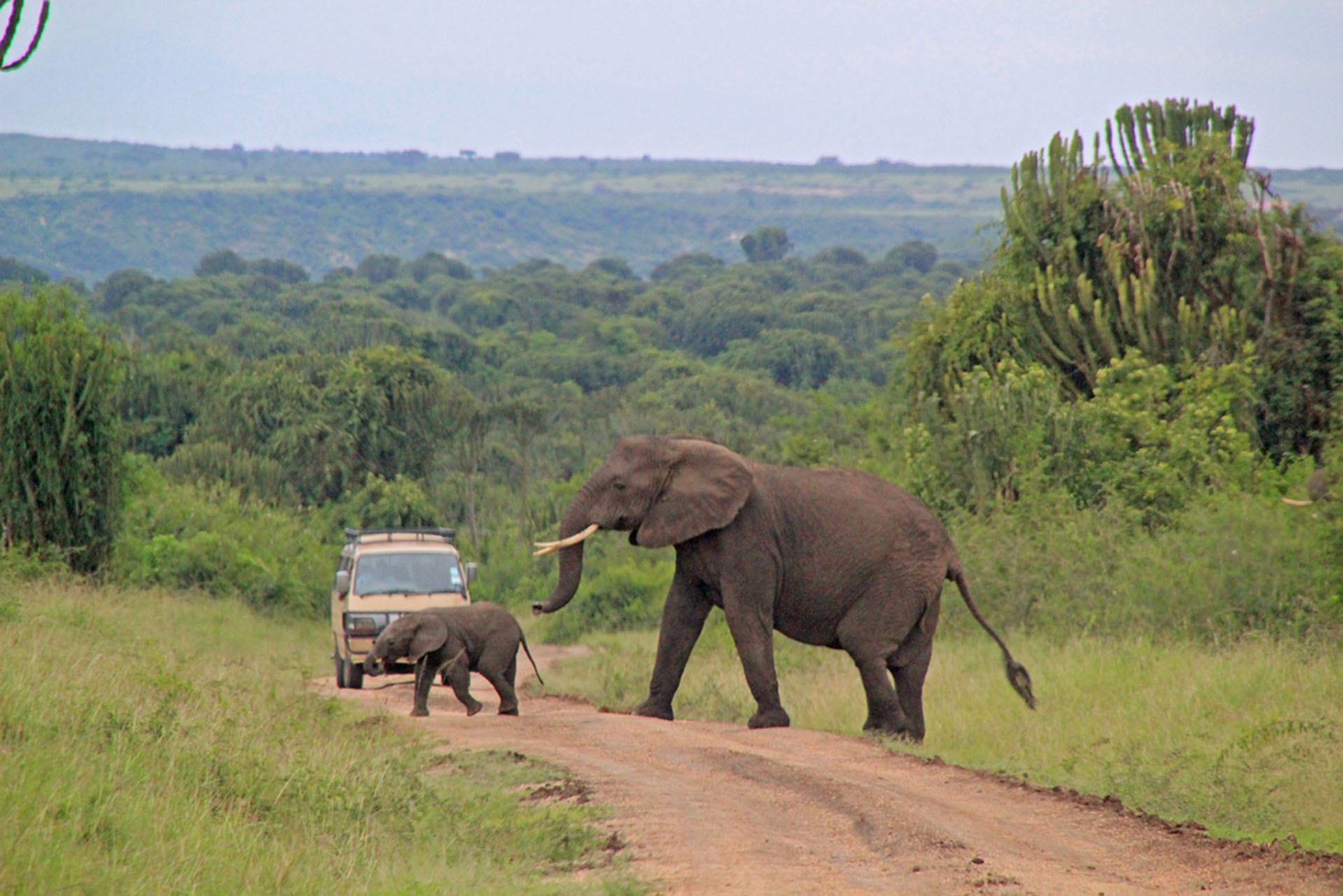 Day 3: Proceed to Queen Elizabeth for Game Drive and Boat Cruise