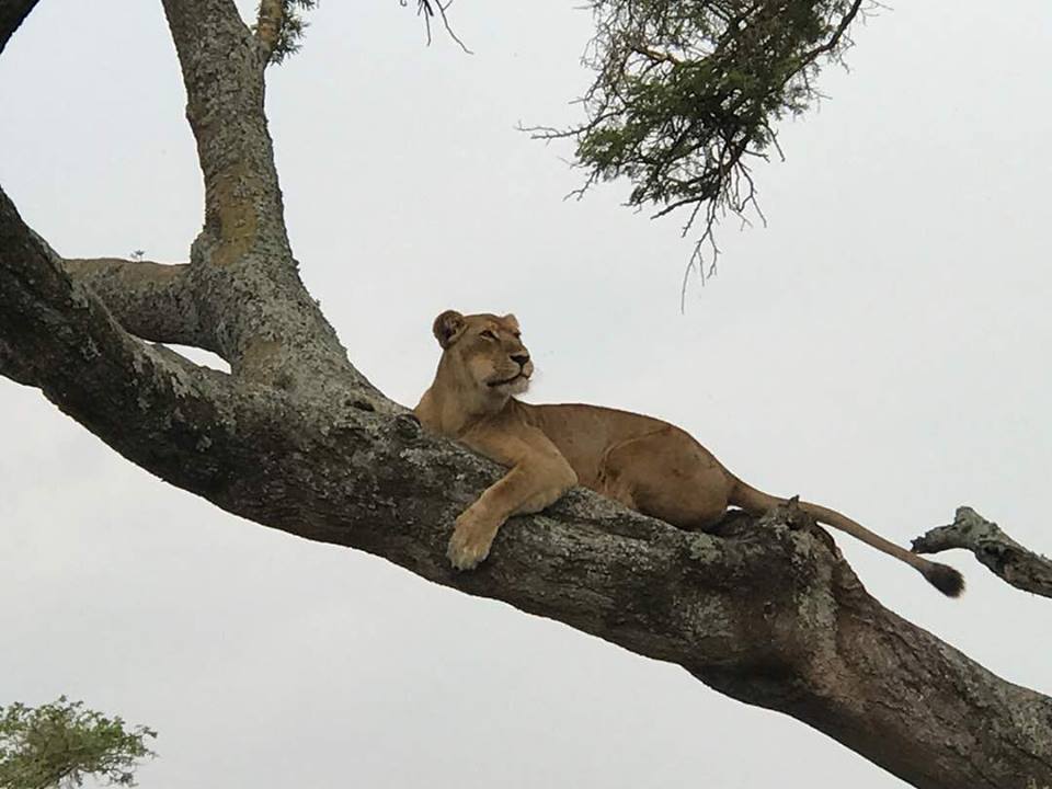 Day 4: Transfer to Bwindi via Ishasha Tree Climbing Lions