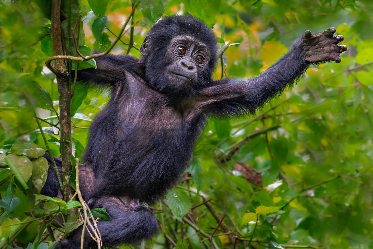 Day 5: Gorilla Trekking and Transfer to Lake Mburo