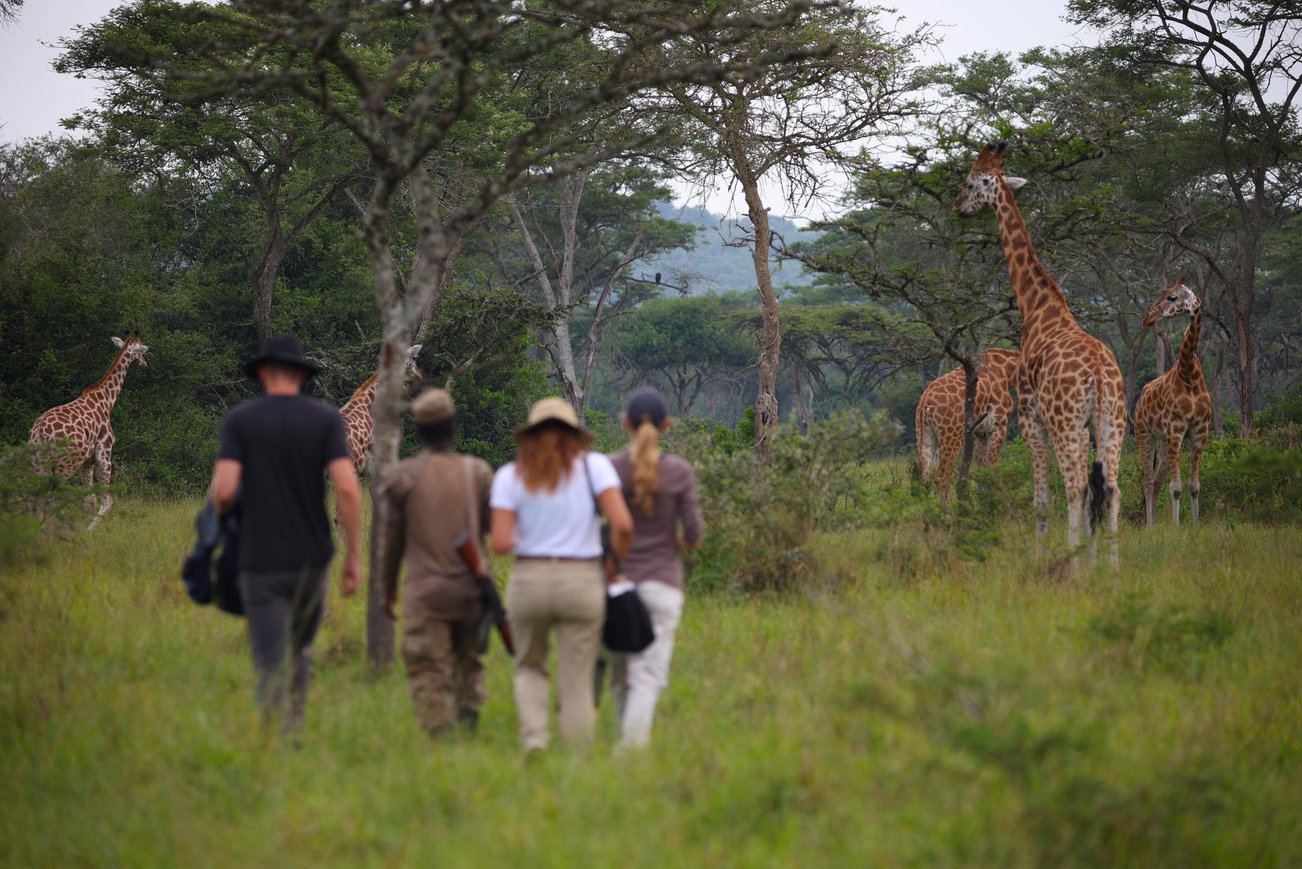 Day 6: Game Drive, Nature Walk and Boat Safari
