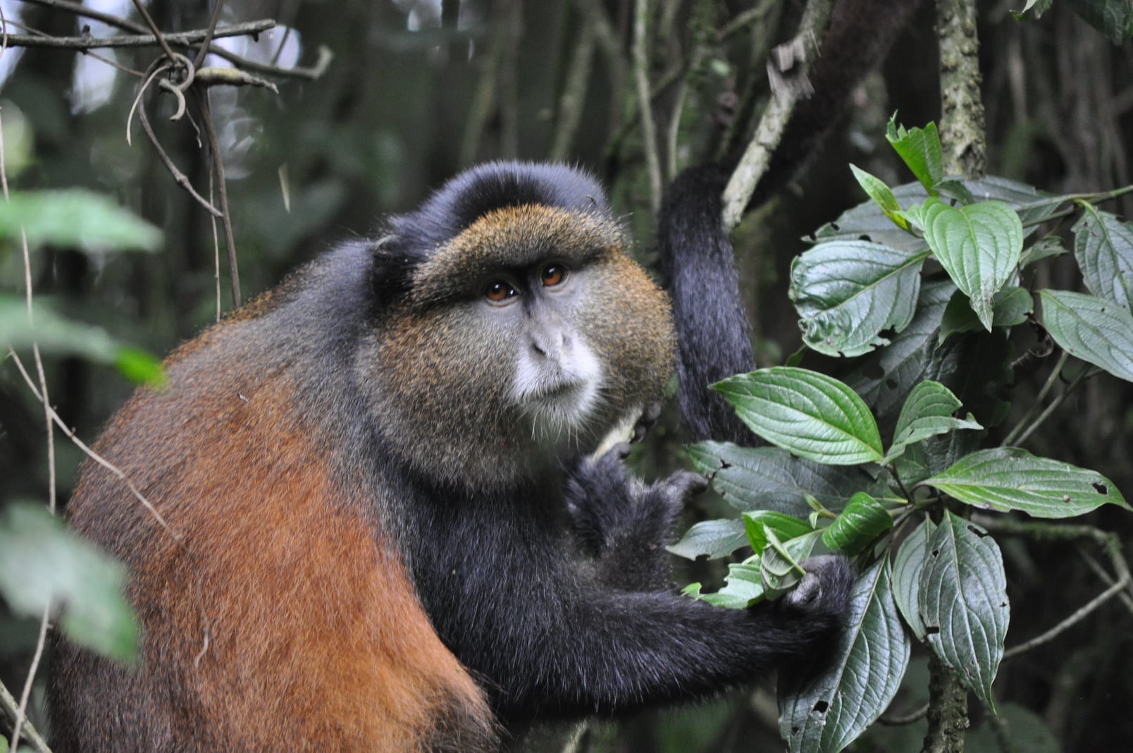 Day 2: Golden Monkey Trekking and Proceed to Bwindi Uganda