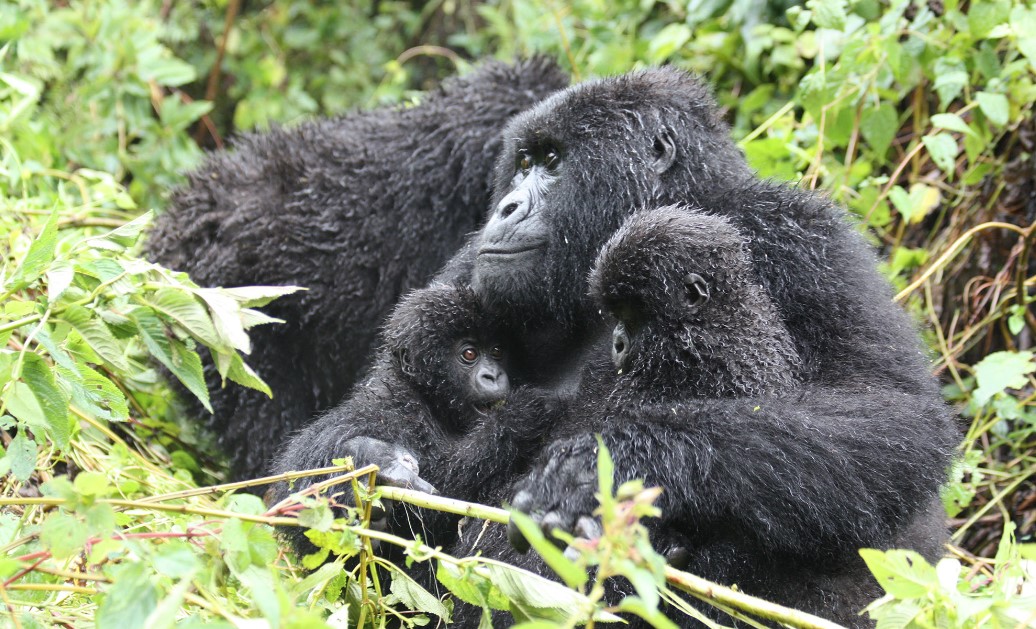 Day 3: Gorilla Trekking with Batwa and Lake Bunyonyi